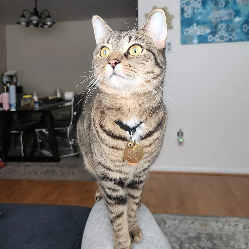 An adult medium-sized male Tabby (Gray / Blue / Silver) Domestic Short Hair cat named Hazelnut for adoption in West Orange, NJ