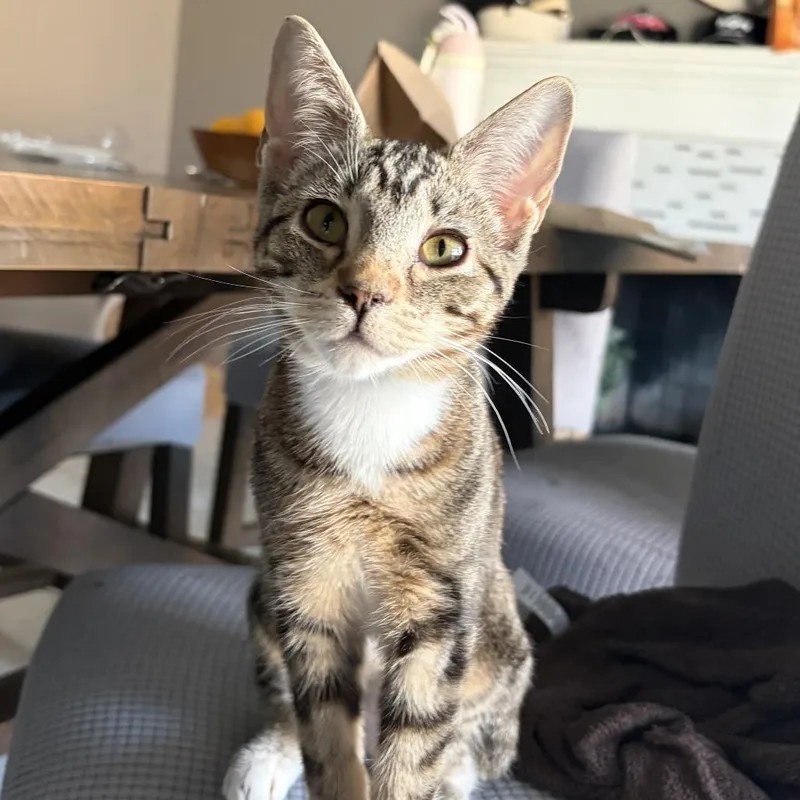 A baby small-sized female Brown / Chocolate Domestic Short Hair cat named Ellie for adoption in Hemet, CA