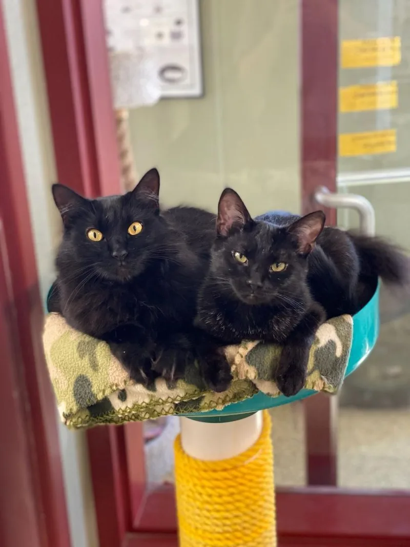 Ava & Gracie thumbnail 3