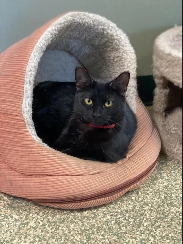 Ava & Gracie thumbnail 4