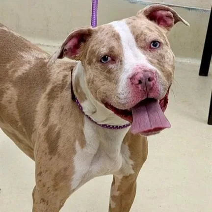 A young medium-sized male Red / Chestnut / Orange Pit Bull Terrier dog named Rambo for adoption in Columbia, MD