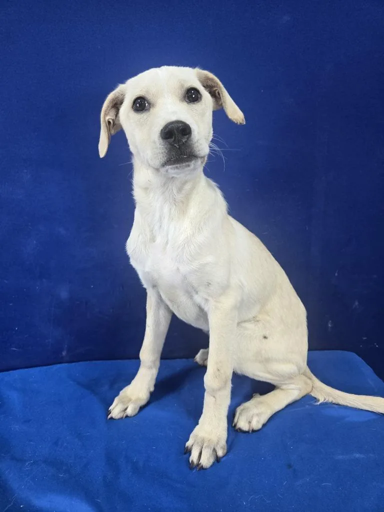 A baby large-sized male Mixed Breed dog named Gumdrop for adoption in Ruston, LA