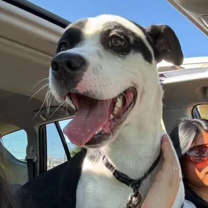 An adult medium-sized male Black Pit Bull Terrier dog named Dylan for adoption in Tuscaloosa, AL