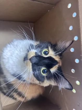 An adult medium-sized female Domestic Short Hair cat named Evangelista for adoption in West Chester, PA