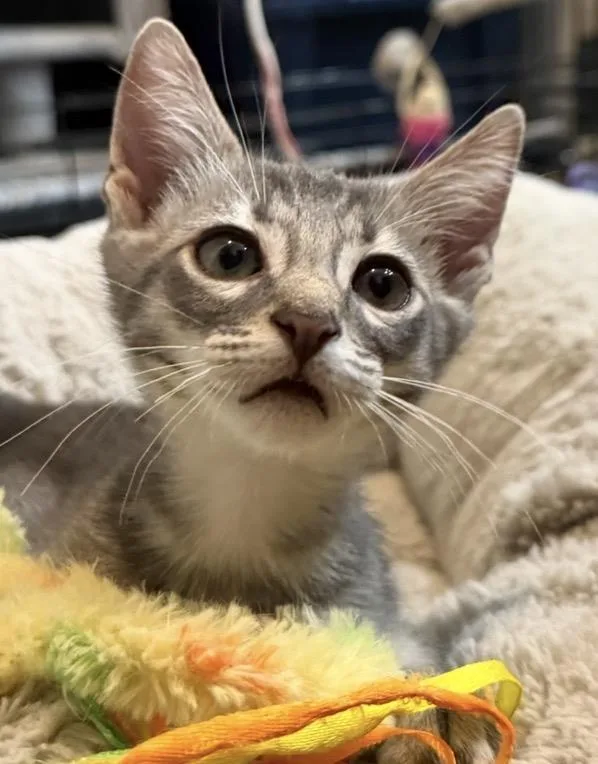 A baby small-sized male Tabby (Gray / Blue / Silver) Tabby cat named LinusVanpelt Peanuts for adoption in Chandler, AZ