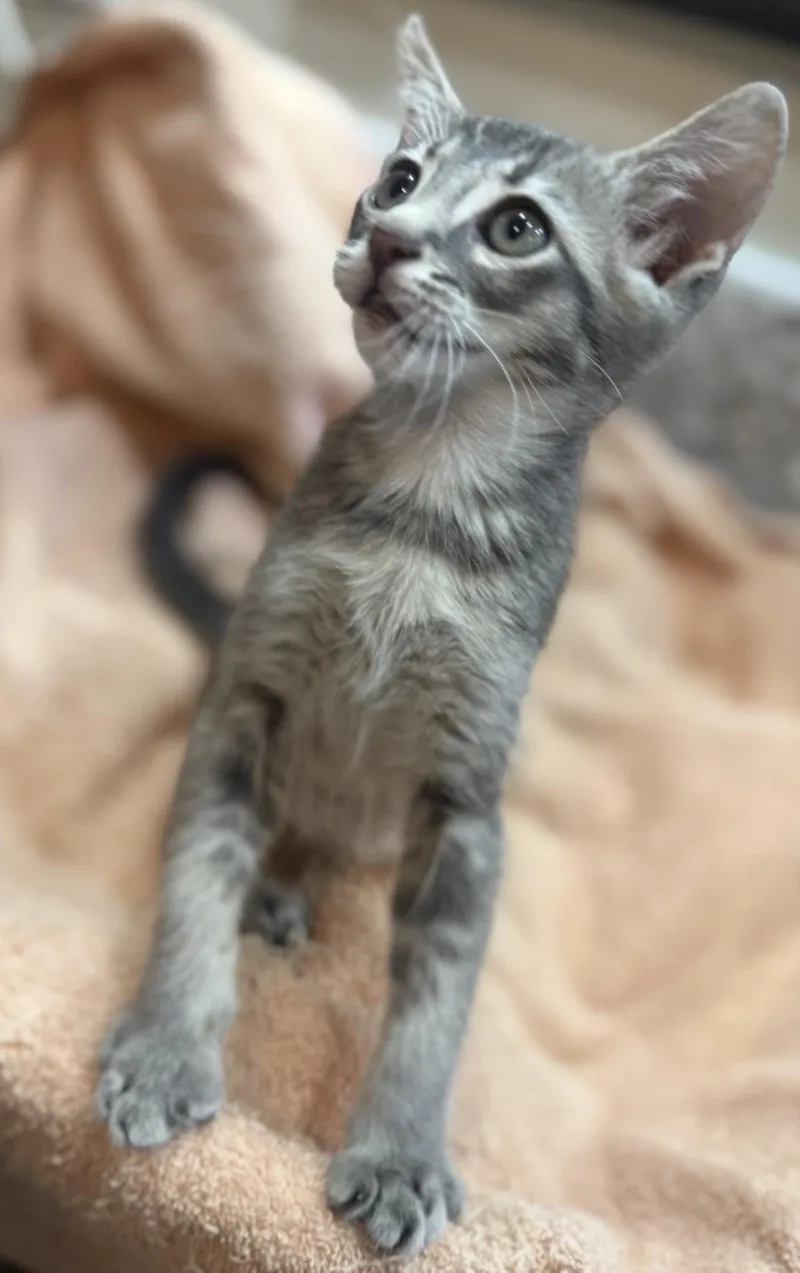 LinusVanpelt Peanuts thumbnail 2