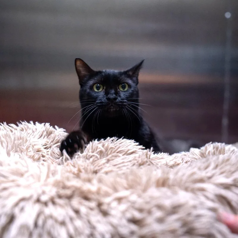 An adult large-sized male Black Domestic Short Hair cat named Ryan for adoption in Gainesville, GA