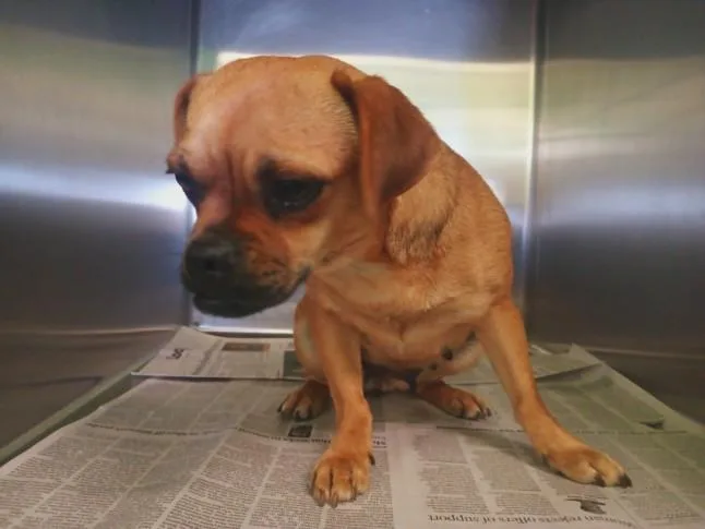 A young small-sized female Pug dog named Prudence for adoption in Los Angeles, CA