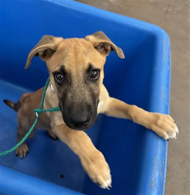 A baby medium-sized male Mixed Breed dog named Lucas for adoption in Dallas, TX