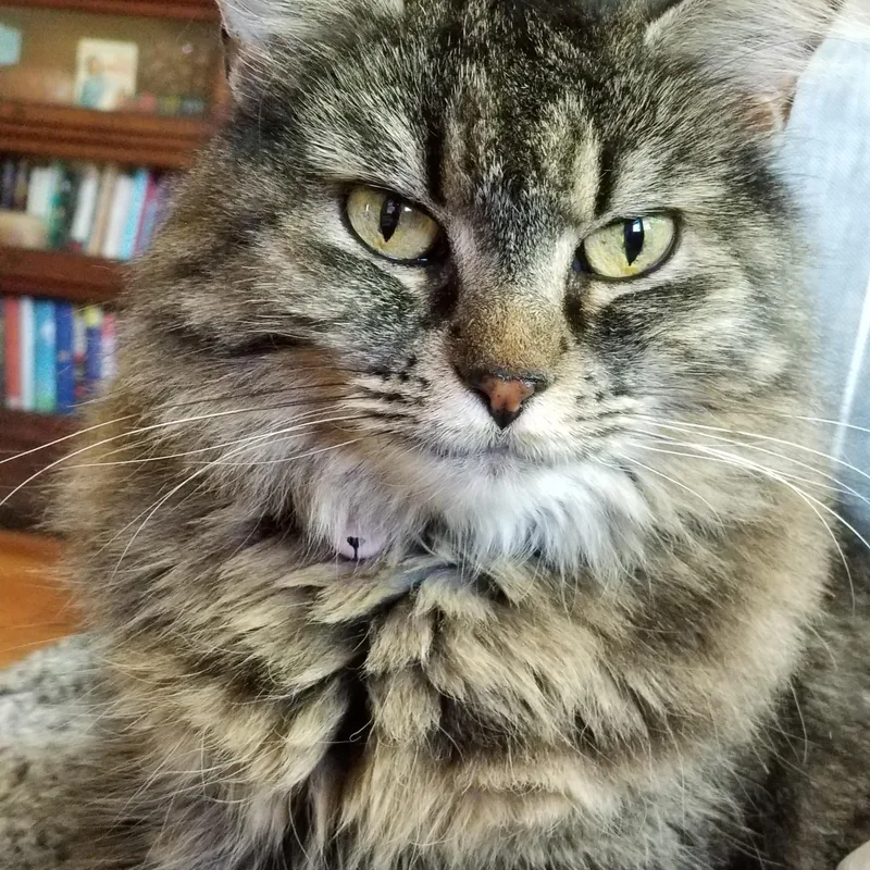 An adult medium-sized female Domestic Long Hair cat named Rosie for adoption in West Lafayette, IN
