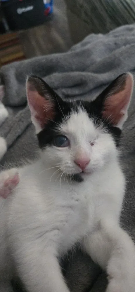 A baby small-sized male Black & White / Tuxedo Domestic Short Hair cat named Franklin for adoption in Greenbelt, MD