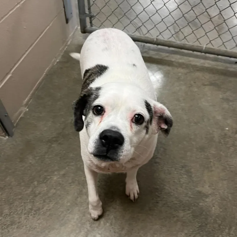 An adult medium-sized female White / Cream Boxer dog named Winnie Aka Sarah Lee for adoption in Muncie, IN