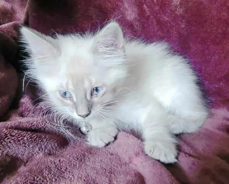 Biscuit