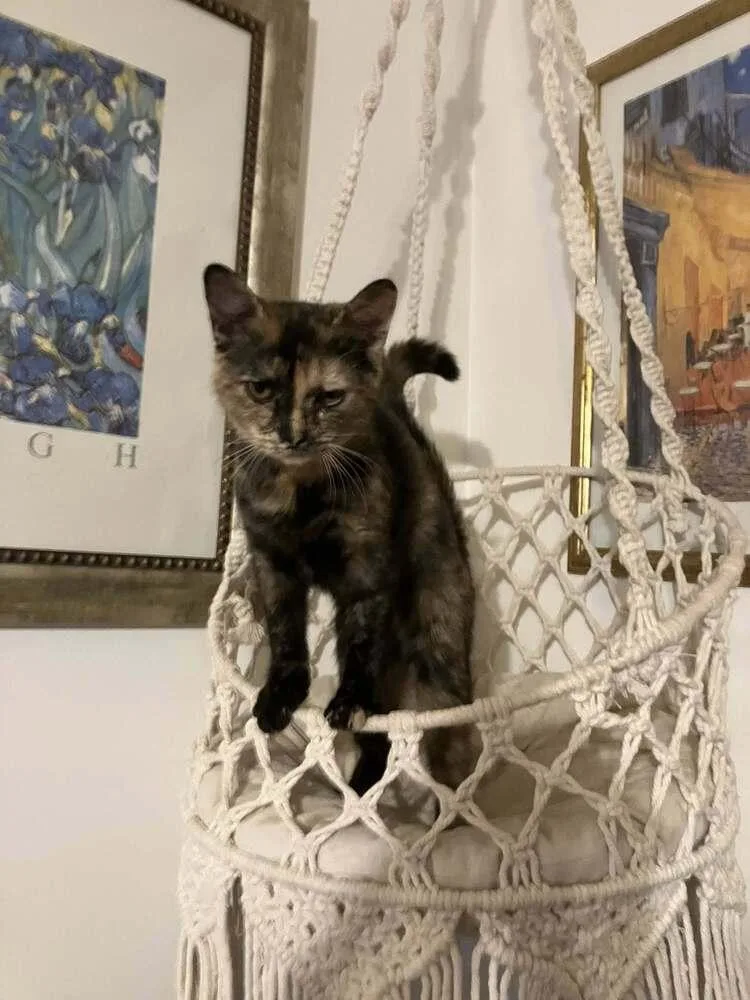 Mischief thumbnail 3