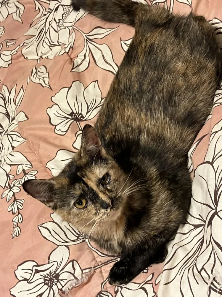 Mischief thumbnail 6