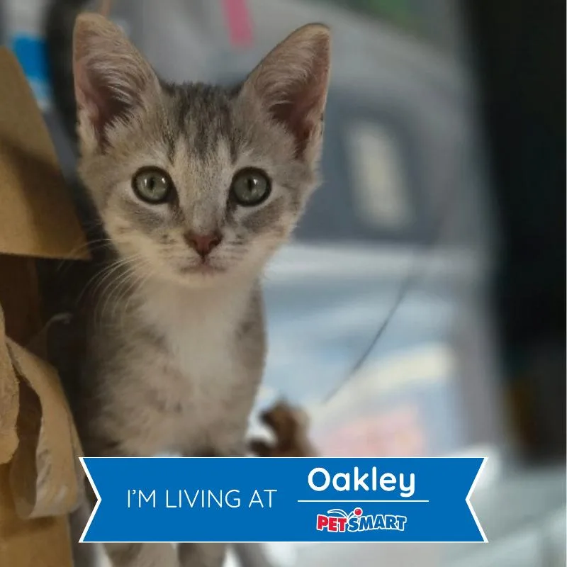 A young small-sized female Tabby (Gray / Blue / Silver) Domestic Short Hair cat named Clover for adoption in Cincinnati, OH