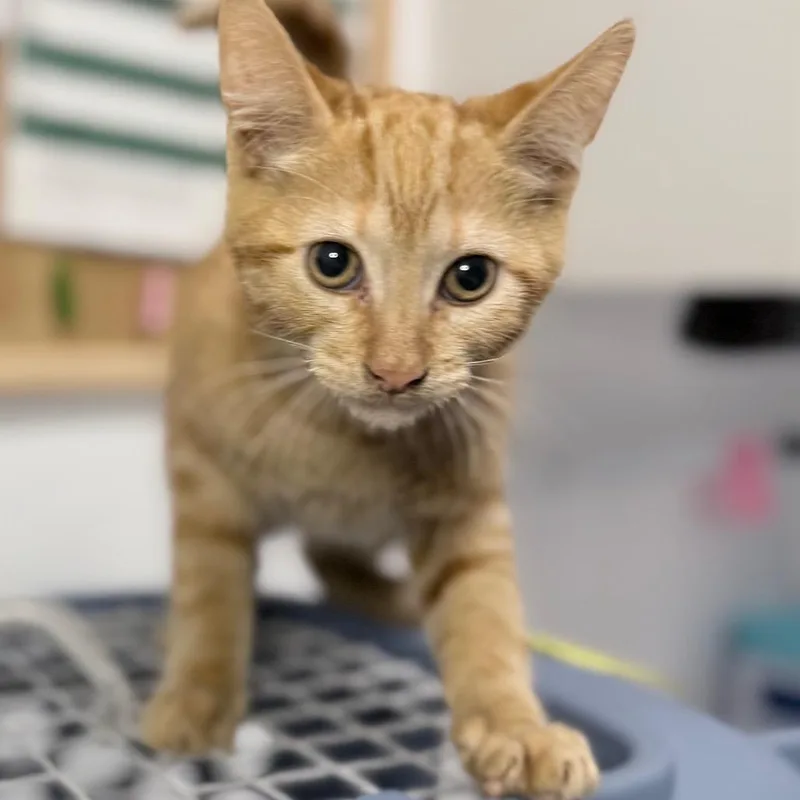 A baby small-sized male Orange / Red Domestic Short Hair cat named Garnet for adoption in Long Beach, CA
