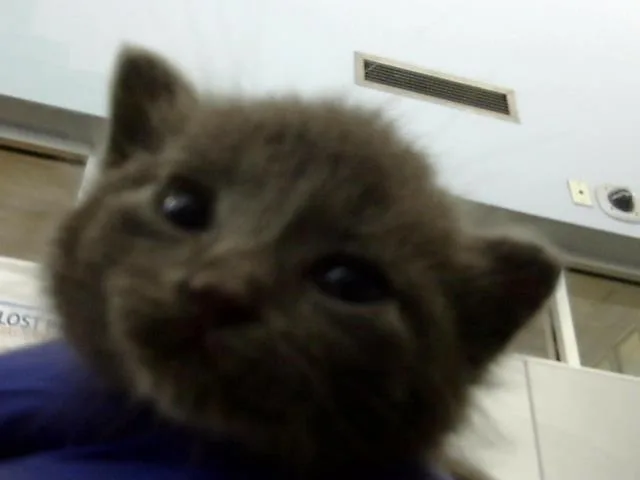 A baby medium-sized male Domestic Medium Hair cat named Cuba for adoption in Dallas, TX