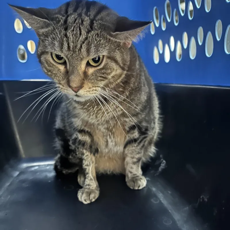An adult large-sized female Domestic Short Hair cat named Susie Q for adoption in Lakeland, FL