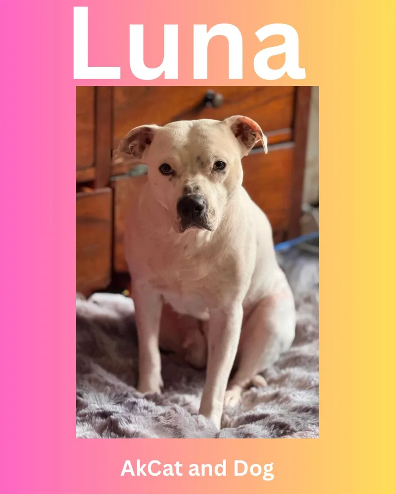 An adult large-sized female Pit Bull Terrier dog named Luna for adoption in Wasilla, AK