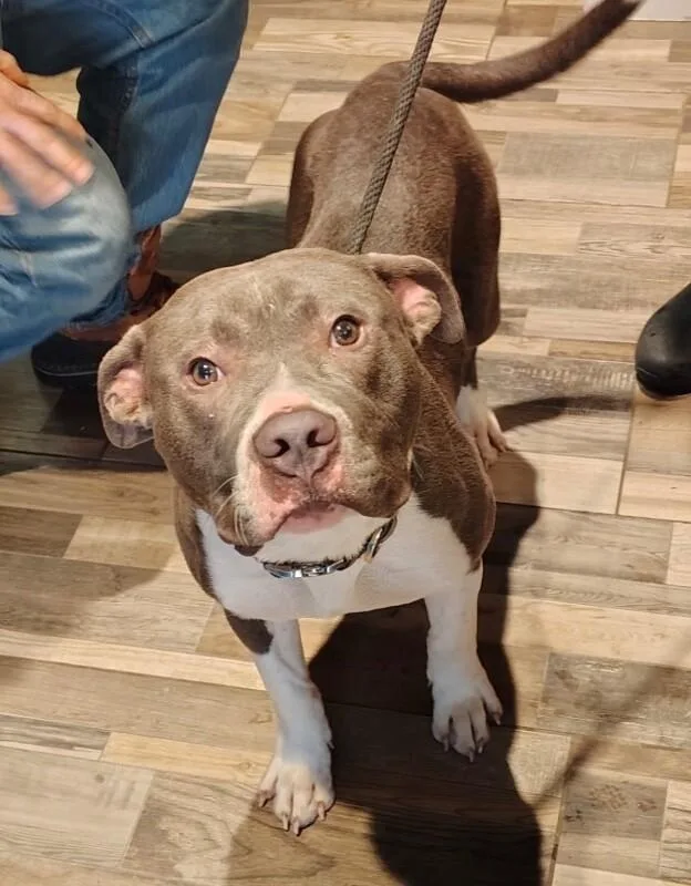 An adult medium-sized male Gray / Blue / Silver Mixed Breed dog named Cena for adoption in Osseo, MI