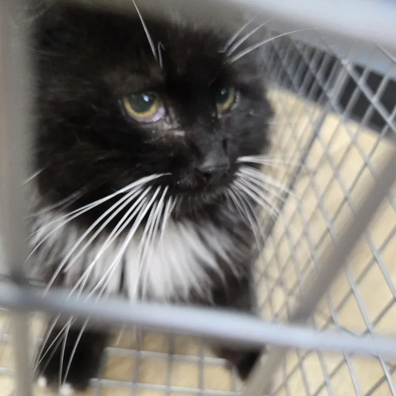 A baby extra large-sized female Black Domestic Medium Hair cat named Madeline for adoption in Newark, NJ