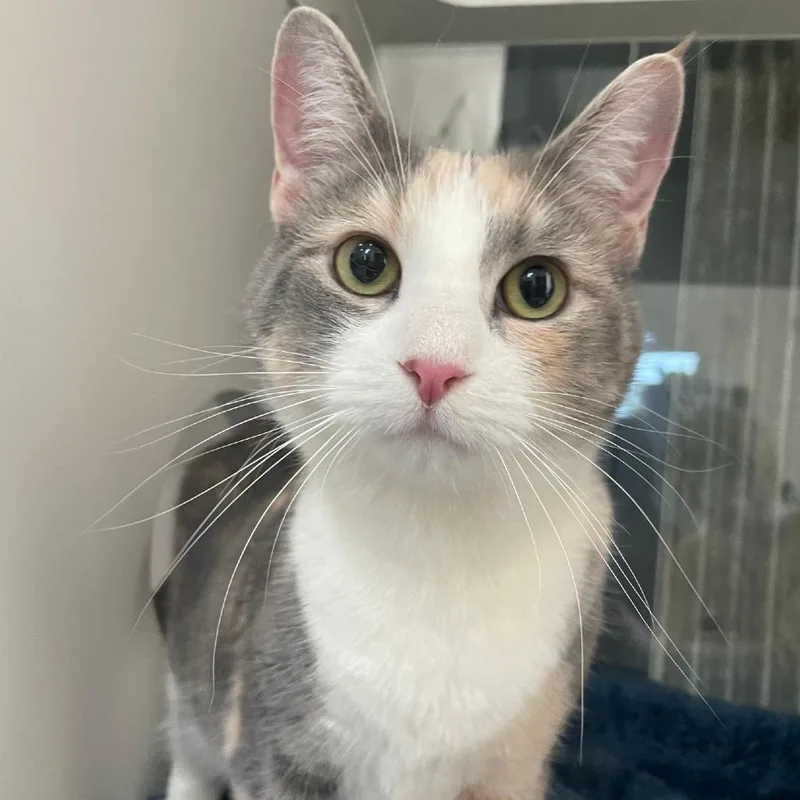 An adult large-sized female Domestic Short Hair cat named Sally Jesse for adoption in Chicago, IL