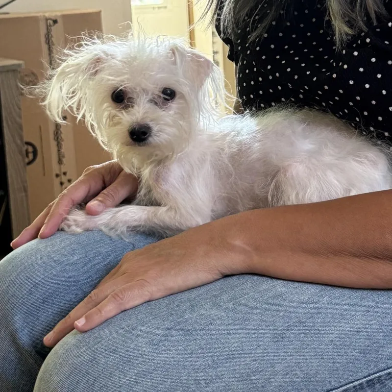 A young small-sized female White / Cream Maltese dog named Little for adoption in San Antonio, TX