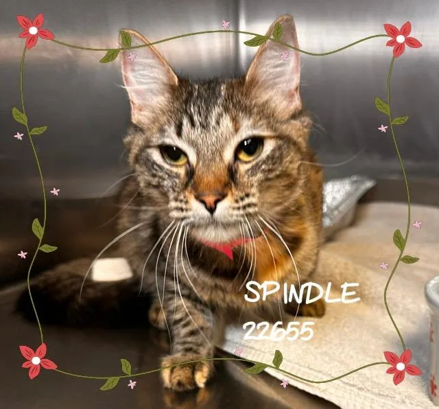 A young medium-sized female Domestic Medium Hair cat named Spindle for adoption in Marietta, GA