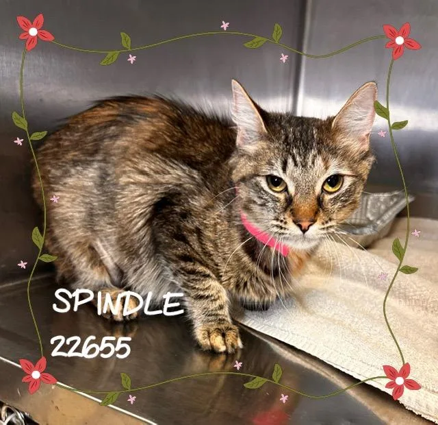 Spindle thumbnail 4