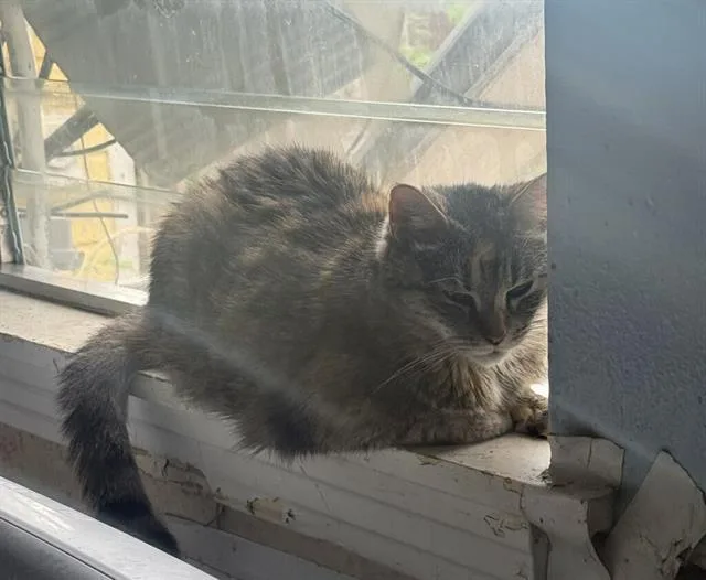 An adult small-sized female Domestic Short Hair cat named Sasha for adoption in San Antonio, TX