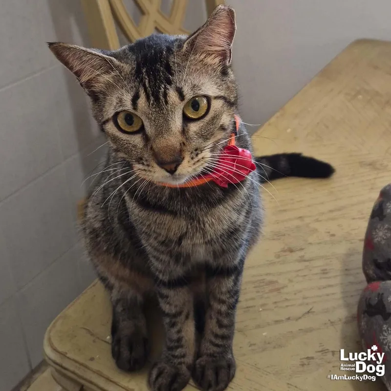 An adult medium-sized female Domestic Short Hair cat named Tonita for adoption in Washington, DC