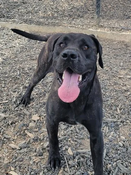 An adult large-sized male Labrador Retriever dog named Las for adoption in Atlanta, GA
