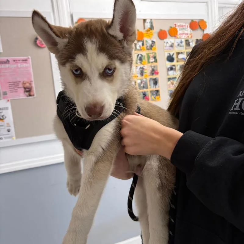A young medium-sized male Siberian Husky dog named Nathan for adoption in Medford, NY