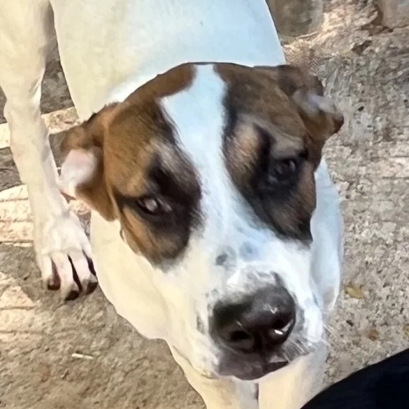 A baby medium-sized male Tricolor (Brown, Black, & White) Mixed Breed dog named Koopa for adoption in Magnolia, TX