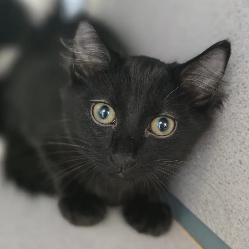 A baby small-sized female Domestic Medium Hair cat named Teagan for adoption in Huntsville, AL