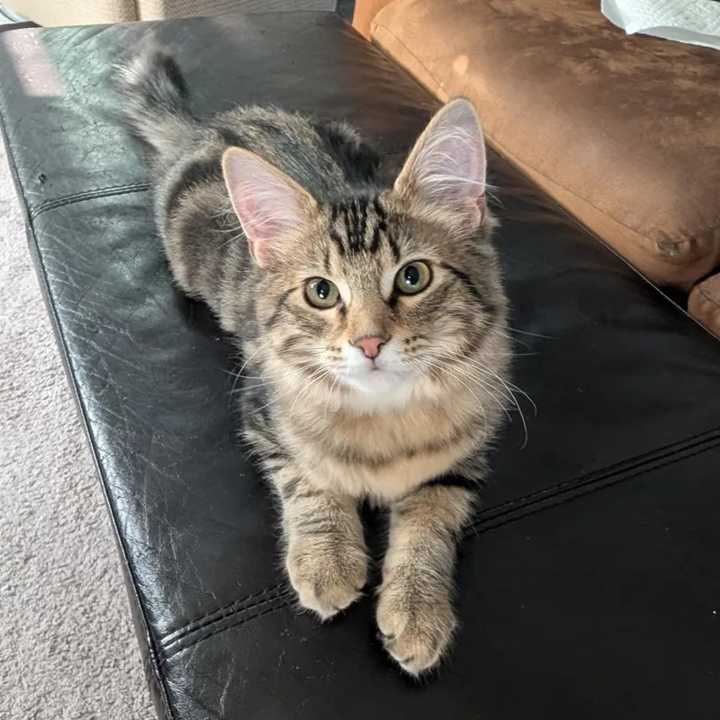 A baby small-sized male Brown / Chocolate Domestic Long Hair cat named I AM GROOTDerington for adoption in Eagle Mountain, UT