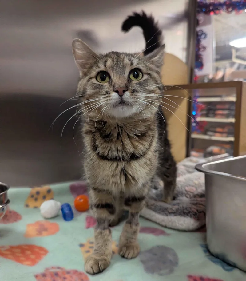 A young medium-sized female Tabby (Brown / Chocolate) Domestic Short Hair cat named Cassiopeia for adoption in Seven Valleys, PA