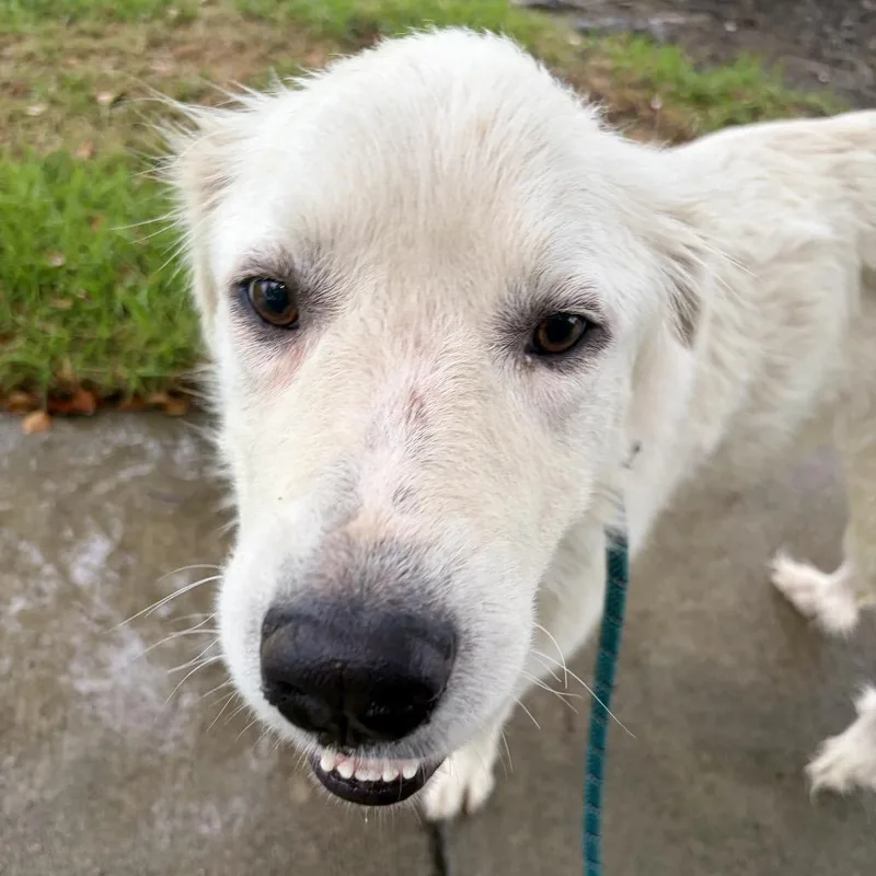 An adult medium-sized female White / Cream Great Pyrenees dog named Pearl  City of for adoption in Chino Hills, CA