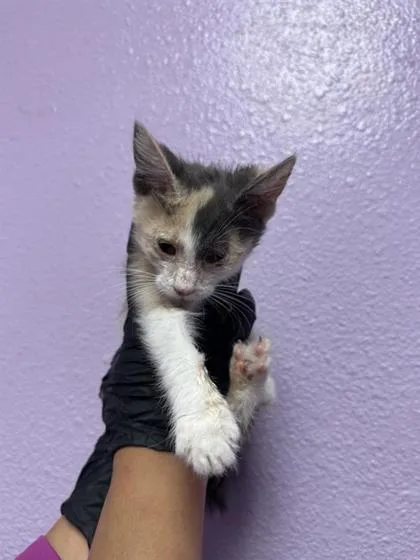 A baby small-sized female Black Domestic Short Hair cat named 61369997 for adoption in El Paso, TX