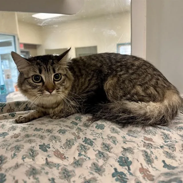 A young small-sized female Domestic Medium Hair cat named Cc for adoption in Riverside, CA