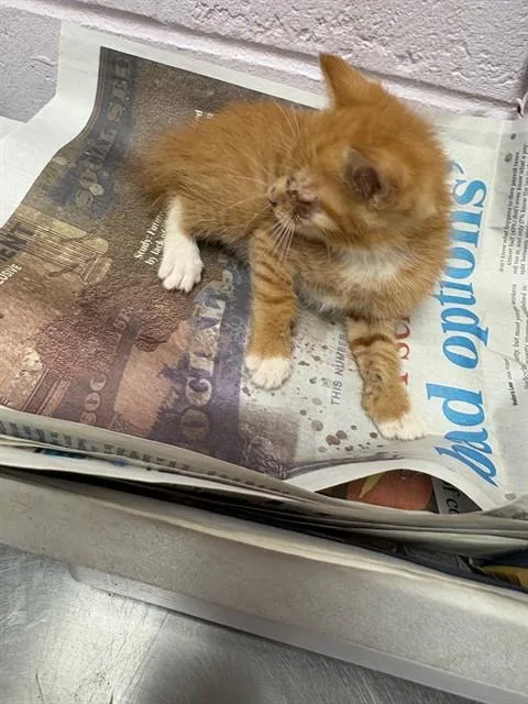 A baby small-sized male Domestic Short Hair cat named Magnus for adoption in Jacksonville, FL