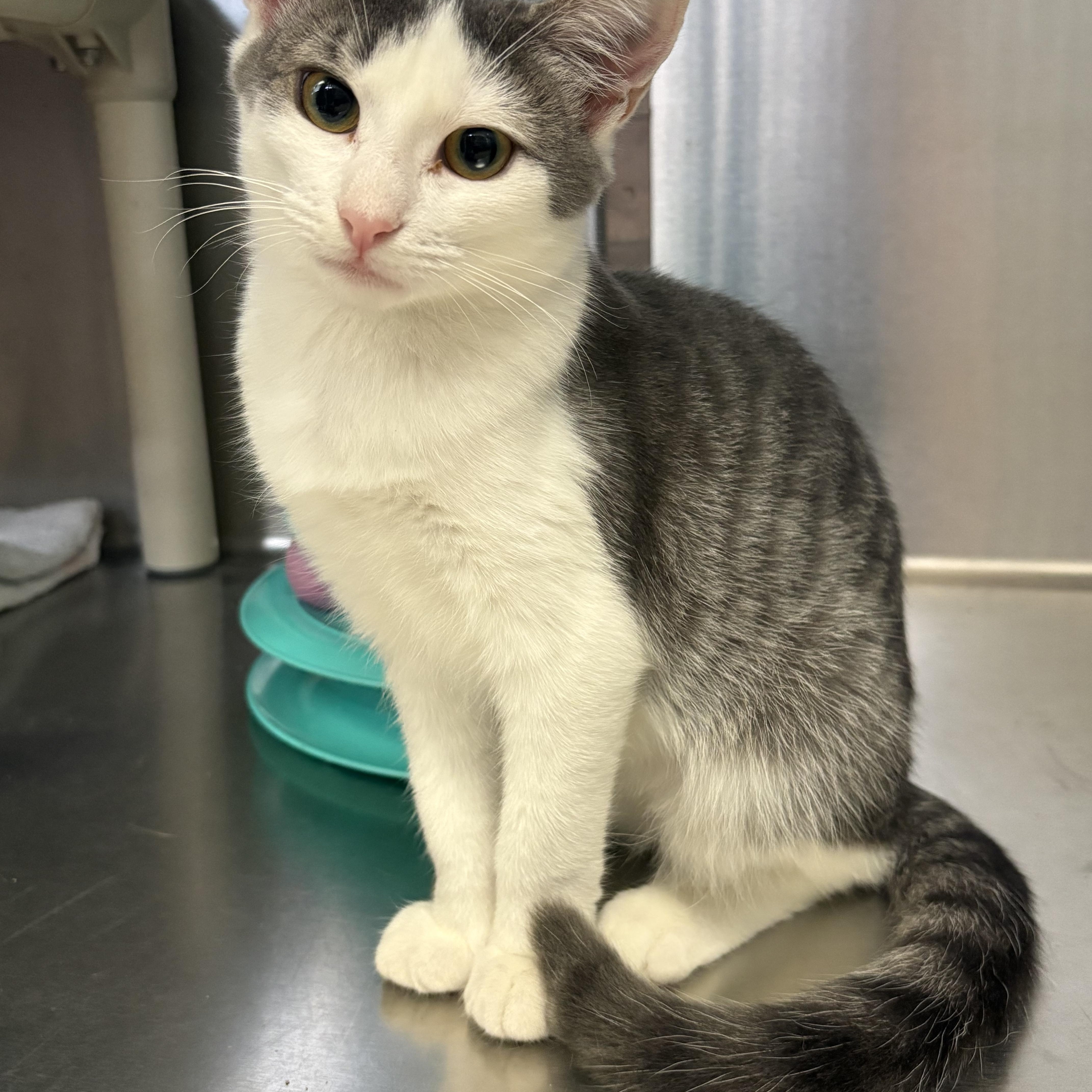 A baby medium-sized female Tabby (Gray / Blue / Silver) Domestic Short Hair cat named Klondike for adoption in Wantagh, NY
