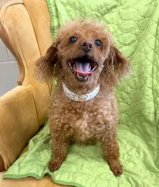 A senior medium-sized female Poodle dog named Zena for adoption in Madison, GA