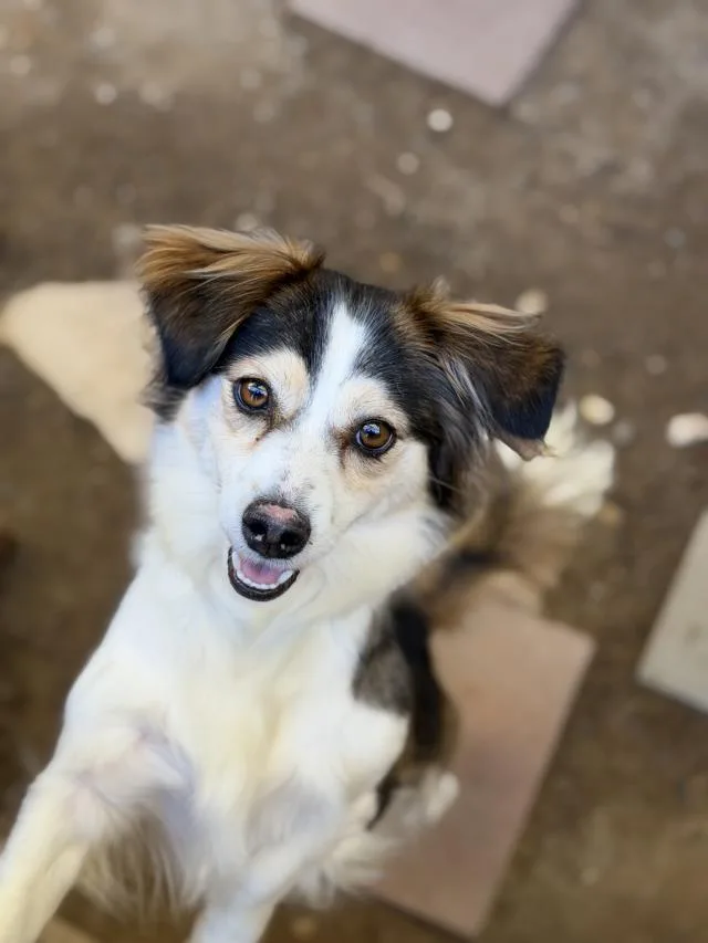 A young medium-sized female Dachshund dog named Maya for adoption in Santa Maria, CA