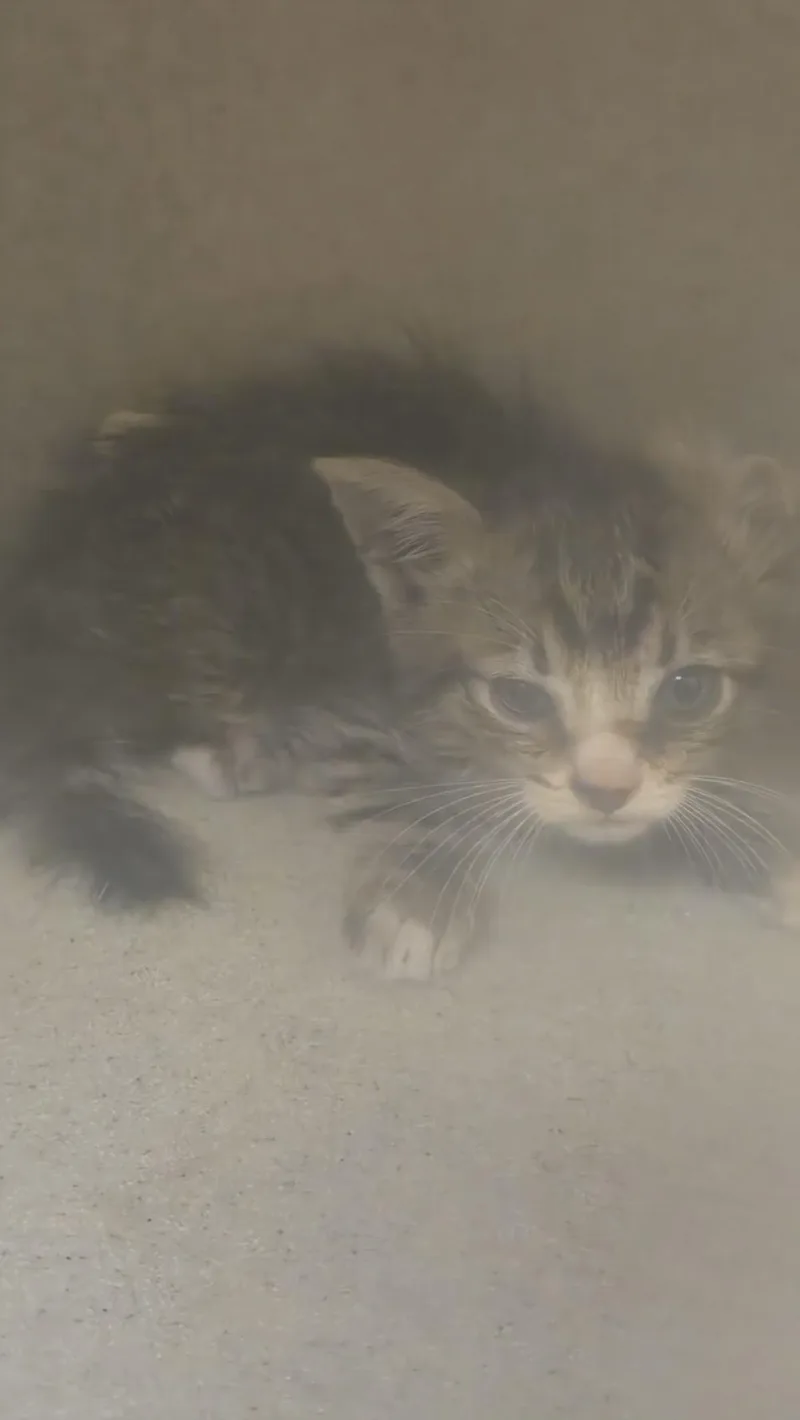 A baby small-sized male Domestic Short Hair cat named Hendrick for adoption in Texas City, TX