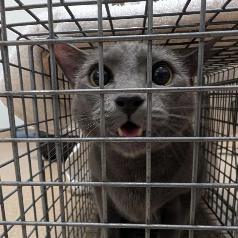 An adult extra large-sized male Gray / Blue / Silver Domestic Short Hair cat named Astro for adoption in League City, TX