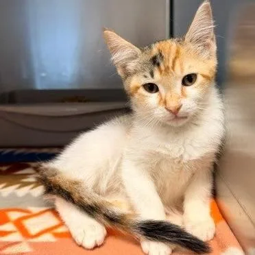 A baby small-sized female Domestic Short Hair cat named Trixie for adoption in Horn Lake, MS