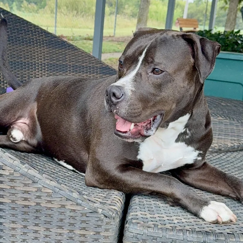 A young medium-sized male Black Mixed Breed dog named Mugsy for adoption in Tunica, MS