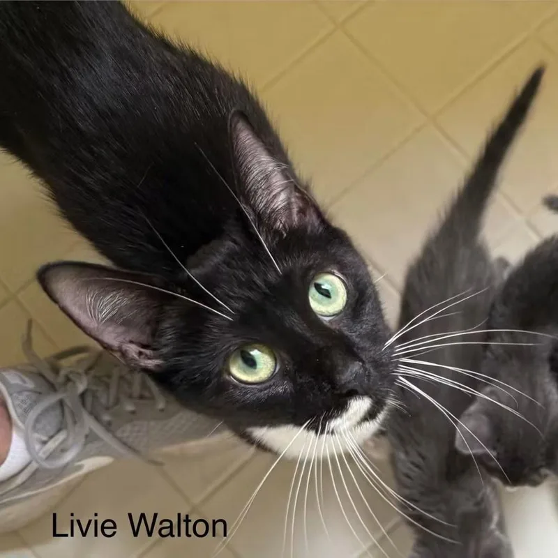 An adult medium-sized female Black Domestic Short Hair cat named Livie Walton for adoption in Williston, FL